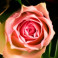 Bouquet de roses mélangées