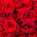 Roses rouges