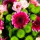 Bouquet Rose Pastel