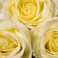 ROSES BLANCHES